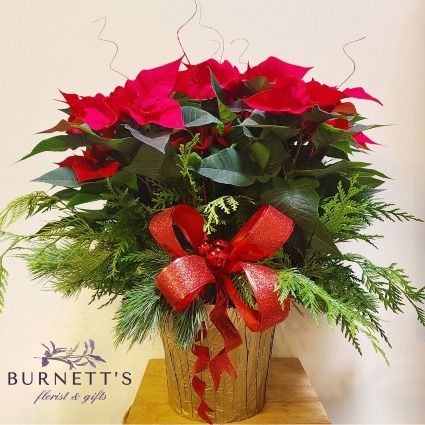 Dressed Poinsettia  Plant