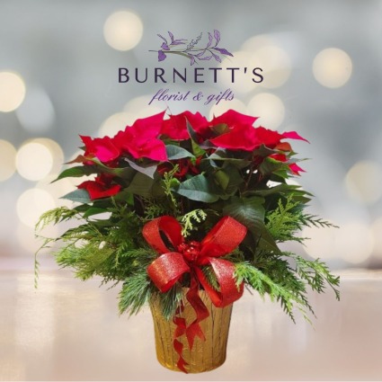 Dressed Poinsettia  Plant