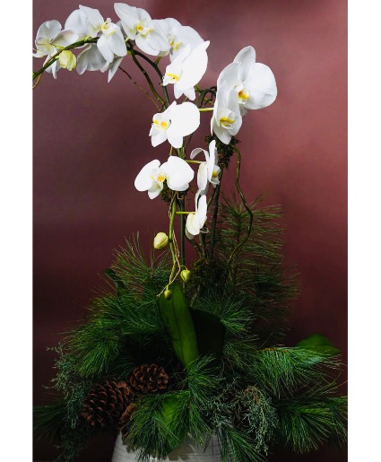 Dressed to impress  White phaleonopsis orchid 