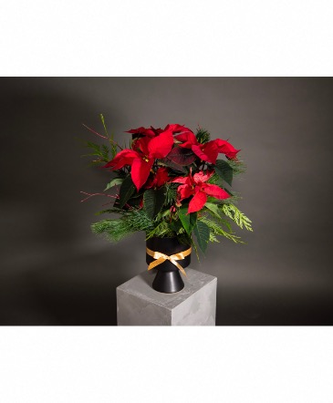 Dressed Up Poinsettia Potted Plant in Calgary, AB | Al Fraches Flowers LTD
