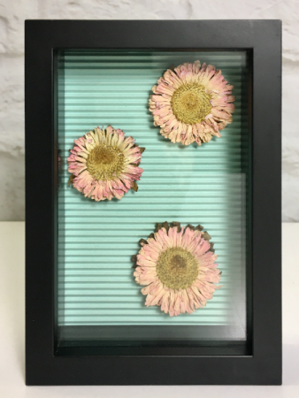 Dried Aster Blooms  Shadow Box 