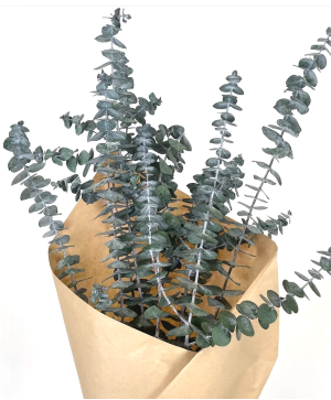 Dried Eucalyptus Bundle