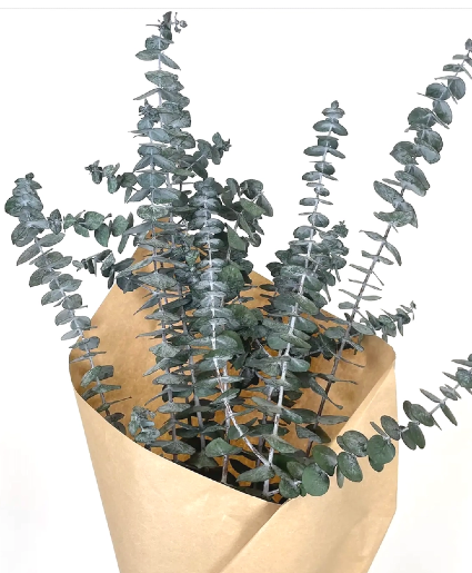 Dried Eucalyptus Bundle