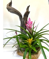 Drift & Bloom! 