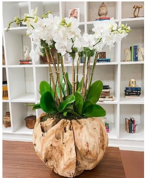 Drift Wood White Orchid 