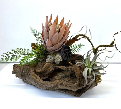 Driftwood Airplant & Artifical Botanicals 