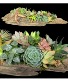 Driftwood Succulent Garden Live succulents with driftwood 