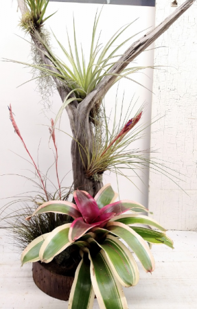 Driftwood Tree with Specialty Air Plants- 47" XL 