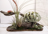Driftwood Tree with Specialty Air Plants 