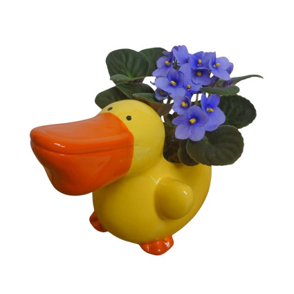 Duck Flowering Planter Plants