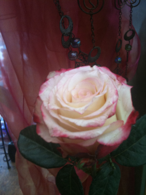 Cut-off for ordering 'CUSTOM' Mother's Day florals -both Website & Phone. Monday May 3rd.After which we will accept 'DESIGNERS CHOICE' till Friday may 7th in Clifton, NJ | Days Gone By Florist Cut-off for ordering 'CUSTOM' Mother's Day florals -both Website & Phone. Monday May 3rd.After which we will accept 'DESIGNERS CHOICE' till Friday may 7th in Clifton, NJ | Days Gone By Florist