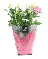 Duet Rose Bag Indoor/Outdoor Plants