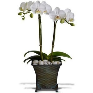 Dulce Duet 2 Phalaenopsis Orchids