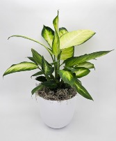 Dumb Cane - Dieffenbachia Plant