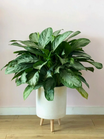 Dumb Cane Plant Dieffenbachia Picta In Oakville On Ann S Flower Boutique Wedding Event Florist