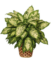 DUMB CANE PLANT  Dieffenbachia picta 