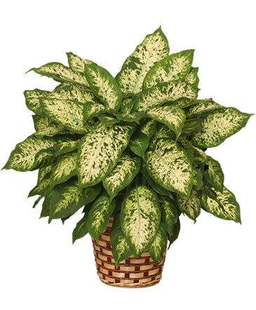 DUMB CANE PLANT  Dieffenbachia picta  in Valhalla, NY | Lakeview Florist
