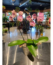 Duo Moth Orchid   Non Toxic Blooming Plant 