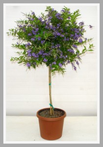 Duranta Tree Plant
