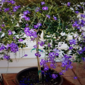 Duranta Tree Outdoor