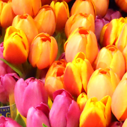 Dutch Tulip Sale!!!!! 