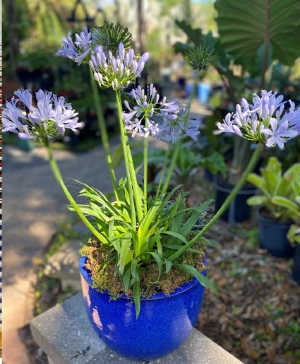Dwarf Agapanthus in Decorative Ceramic 