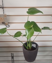 Dwarf Monstera Plant & Pot Houseplant & Pot