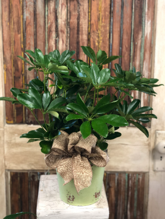 Dwarf Schefflera
