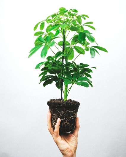 Dwarf Schefflera 