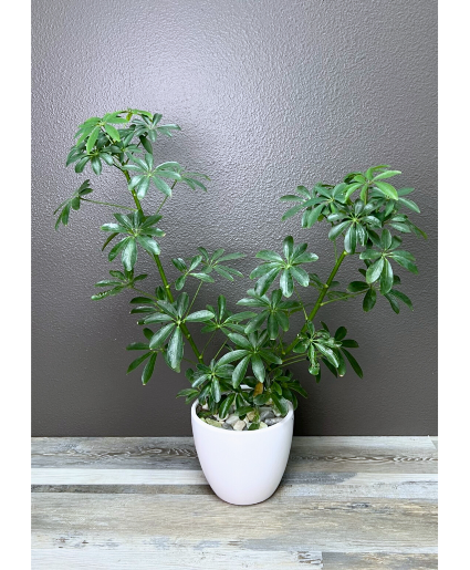 Dwarf Umbrella Tree 