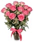 Dz. Pink Roses  
