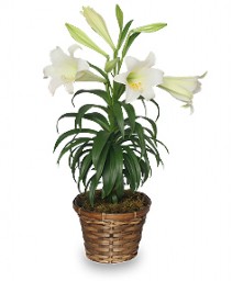 Traditional Easter Lily Flowering Easter Plant