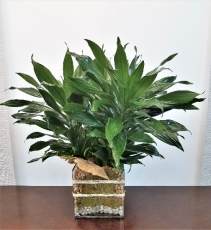 Earthly Green Decorative Plant