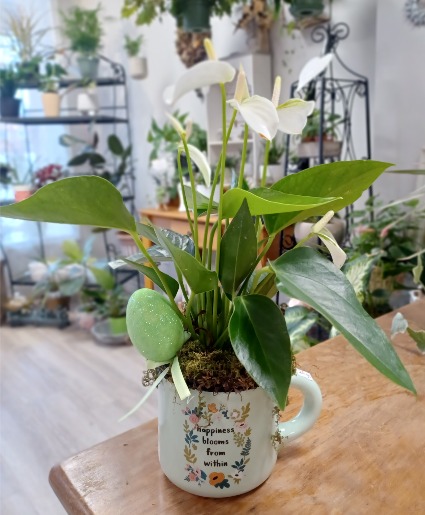 Easter Anthurium House Plant
