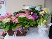 Easter Basket Blooming Potted Plants