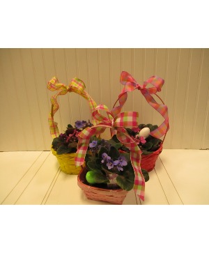 Easter Basket Violets Large 3 Violets $50, Small 2 Violets $35