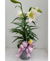 Easter Beauty Blooming Easter Lily Plant