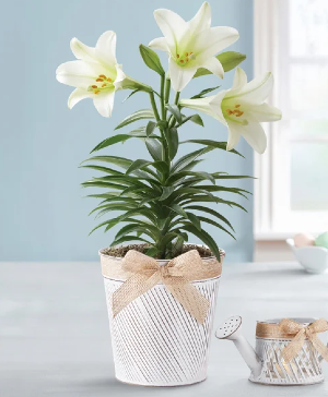 Easter Blessing Lily 