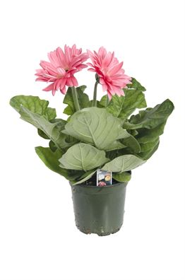 Easter Blooming Plant Special in Highmore, SD | Amber Waves Floral & Gifts Easter Blooming Plant Special in Highmore, SD | Amber Waves Floral & Gifts
