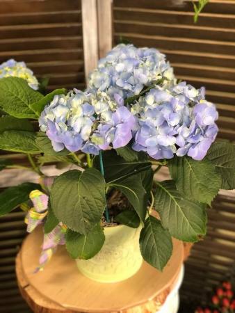 Hydrangea Blooming Plant