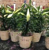 Easter Lilies  Potted Plant 