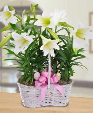 Easter Lilies  