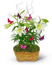 Easter Lilies in Spring Basket Plant