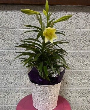 Easter Lilly Live Plant