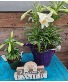 Easter Lily Plant
