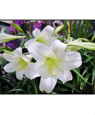 Easter Lily, (Triple Stems) Easter Lily in 10" pot with foil wrap & Ribbon in Colonia, NJ | LAKE FLOWERS