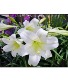 Easter Lily, (Triple Stems) Easter Lily in 10" pot with foil wrap & Ribbon