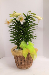 Easter Lily 2021 