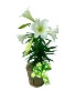 Easter Lily 30% DISCOUNT Flowering Easter Plant