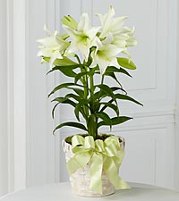 Category Image